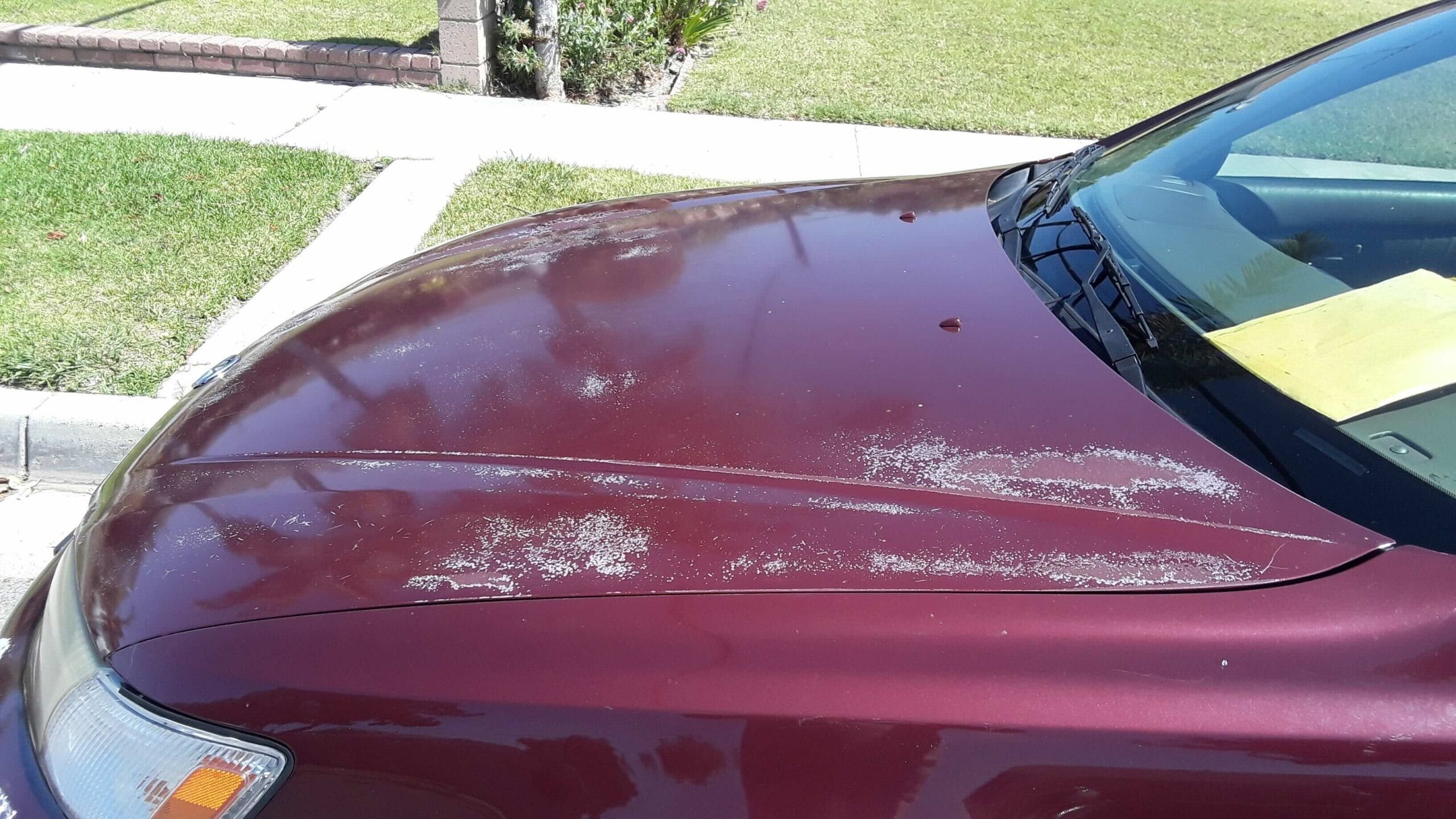 A close-up of a maroon car hood showing white, flaky patches of peeling clear coat and faded paint.